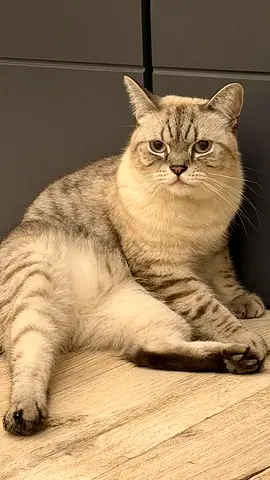 Domestic adult cat for free adoption
