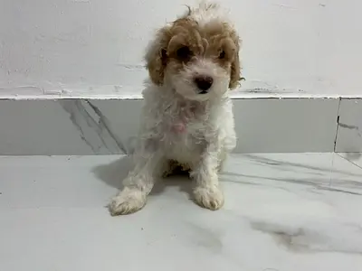 Small fluffy white brown poodle  puppy looking for a new home