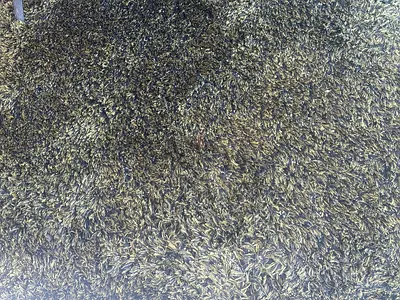 Green - soft high-pile carpet