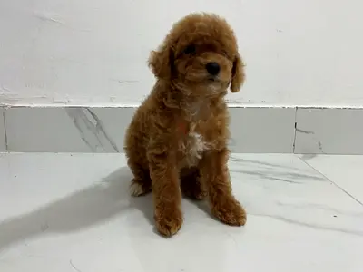 Small apricot poodle puppy friendly, playful ready for new home