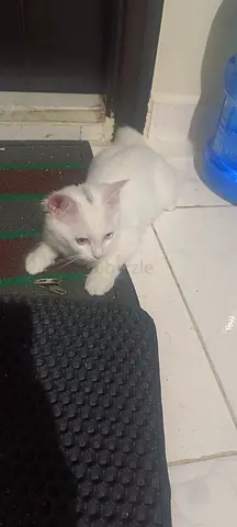 Pet adoption for free