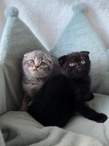 Scottish fold babies