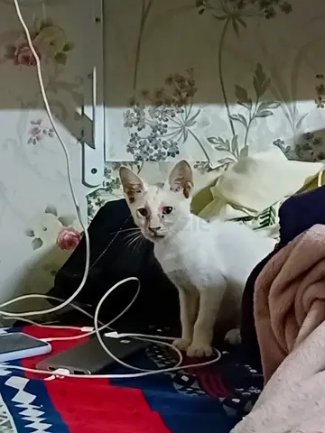 Free give manth baby cat
