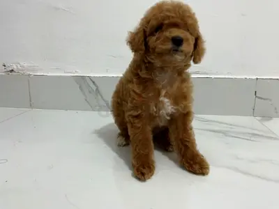 Adorable small apricot Poodle puppy, healthy and playful is lookinh for new home