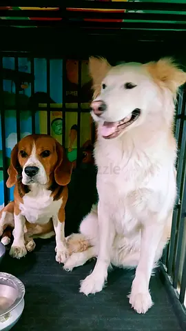 Two friendly dogs available for adoption — Beagle and Husky/Lab mix
