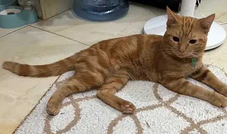 Beautiful Persian Male Cat absolutely free adoption
