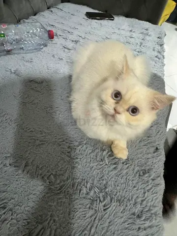 Cute Persian Cat for adoption