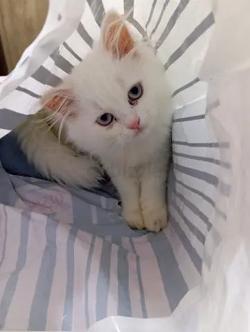White Long-Haired Kitten Available for Adoption - Gentle Temperament
