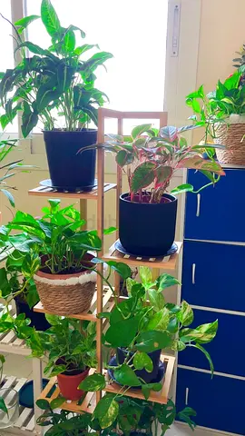 Indoor plants with new plant stand
