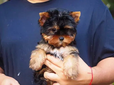 Male And Female Yorkie Puppies
