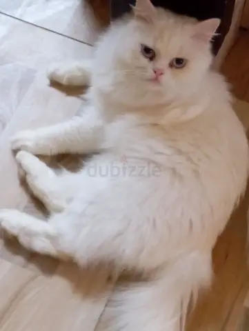 White Long-Haired Adult Cat - Friendly and Calm, Looking for New Home