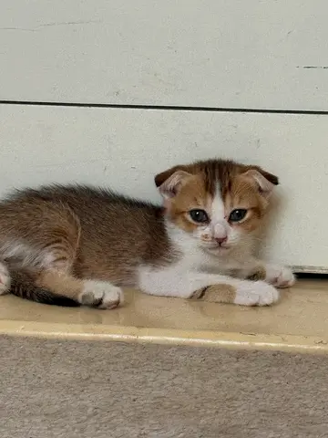 Adoption