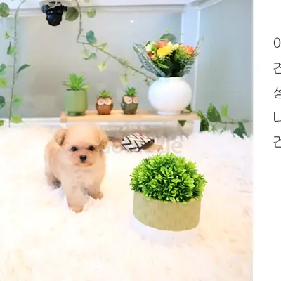 Tiny cream toy maltipoo puppy — playful and friendly