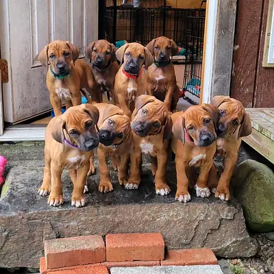 rhodesian ridgeback Puppies