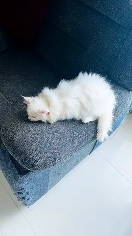 Persian Cat