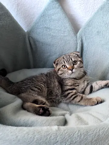 Two Scottish fold