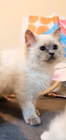 Young fluffy kitten available — friendly family-raised - vaccinated
