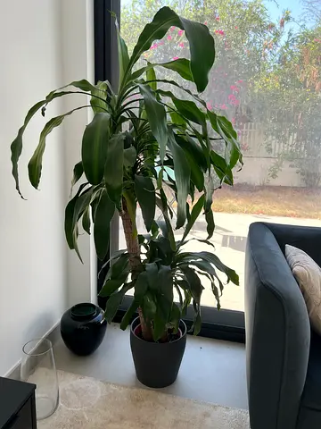 Huge Healthy Green Yucca Palm, Indoor Tree, 160 cm