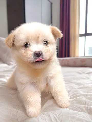 Adorable fluffy puppy looking for a loving home