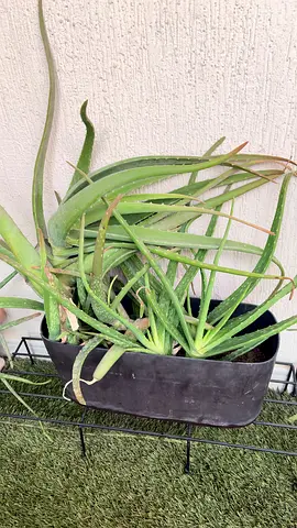 Aloe vera long pot