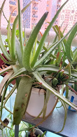 Healthy Aloe Vera Plant - Large Potted Succulent