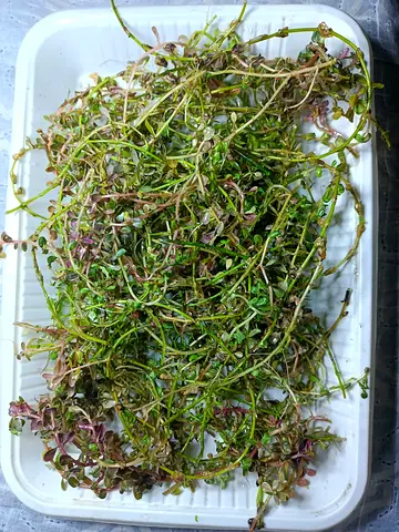 Aquatic plant Trimmings