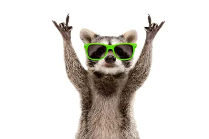 Friendly raccoon (wild animal) — looking for a new home or advice