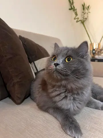 Beautiful British long hair male cat, 9 months and vaccinated, available for forever home.