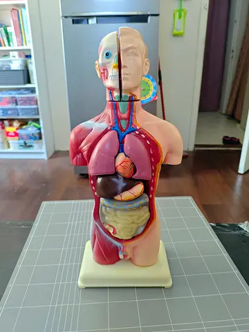 Human Anatomy Torso Model - Educational Toy with Removable Organs