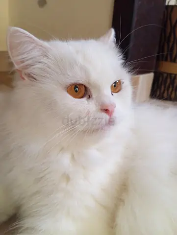 White long-haired adult cat, friendly and calm