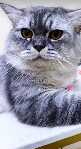 Calm grey long-haired male cat available for Free adoption 1 year old