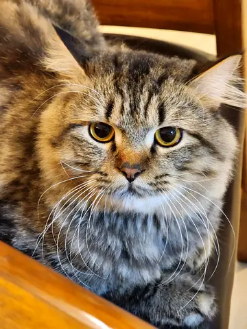 Siberian male cat 1.5 year and white turkish angora female 1.5 year... kittens 4 months ...