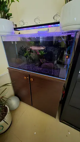 Complete Home Aquarium with Cabinet and RGB hygger LED Light, Fluval 207 canister filter,Insta CO2