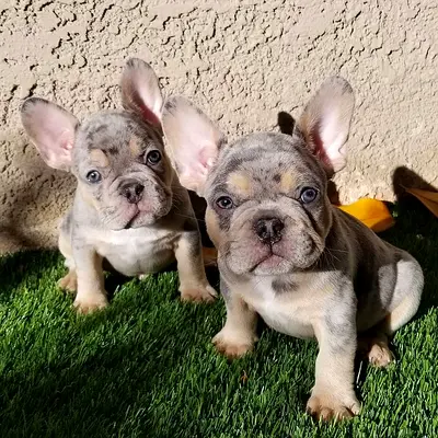 9 Weeks French bulldog puppy for adoption