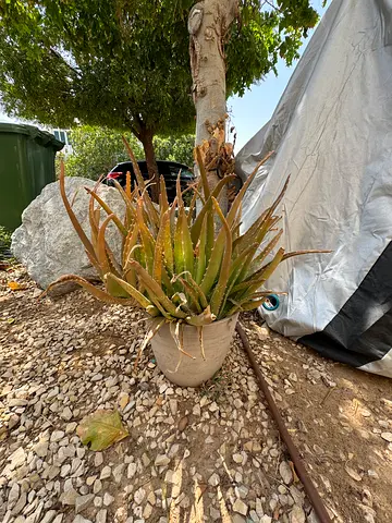 Aloe Vera Plant with Pot