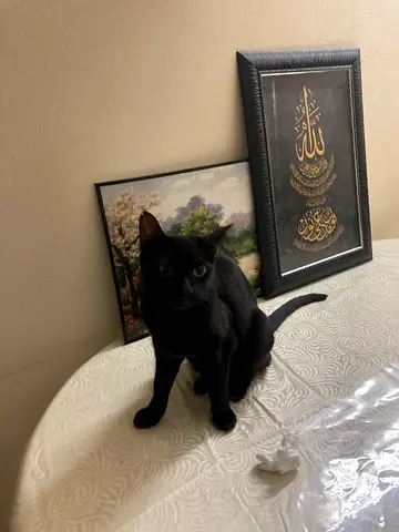 Cat for free adoption
