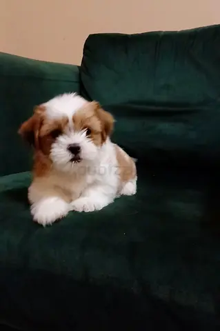 Shih tzu puppy