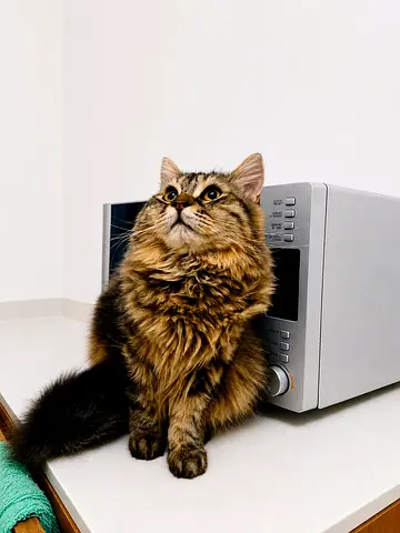 Free adoption