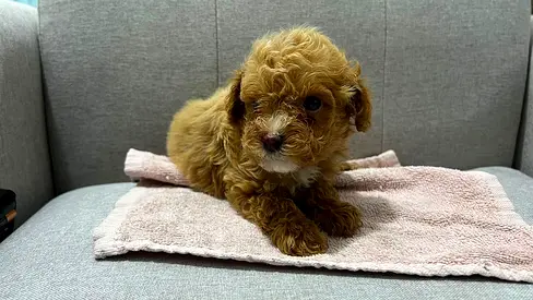 Toy brown  poodle puppy  is ready for a new home