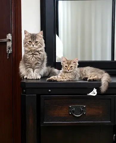 Free adoption