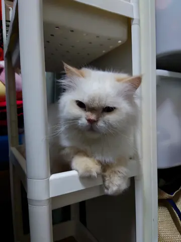 Pet for adoption