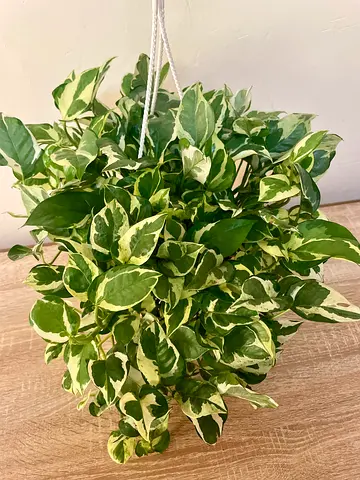 Njoy Pothos (Hanging Plant)