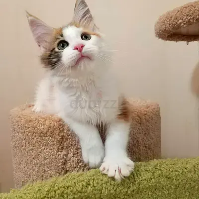 Mainecoon Kittens Available For Forever Adoption