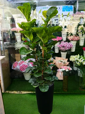 170cm Fiddle Leaf Fig Plant – Premium Indoor Statement Plant