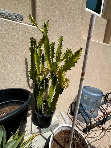 Cactus