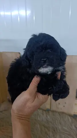 Maltipoo black fluffy puppy - healthy and playful ready for new home