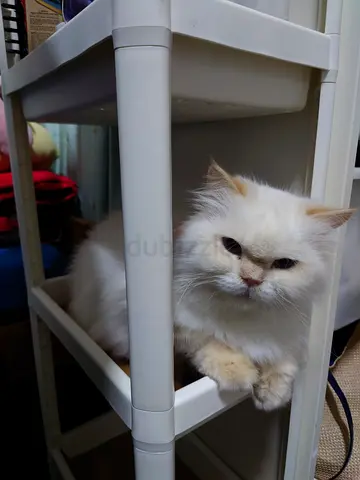 Pet for adoption