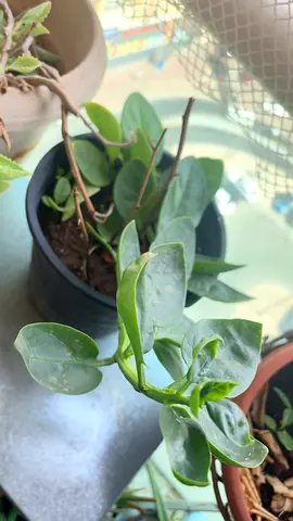 Malabar spinach plant pot