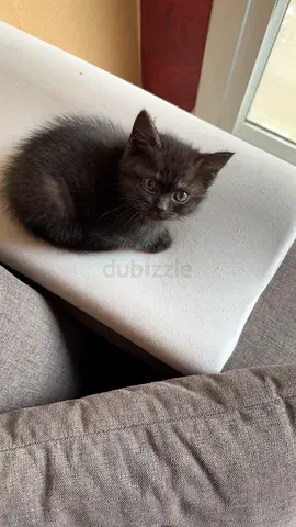 2 months kitten