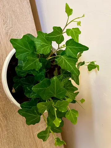 English Ivy